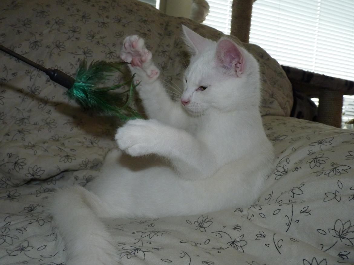 Blanding af racer Max billede 35