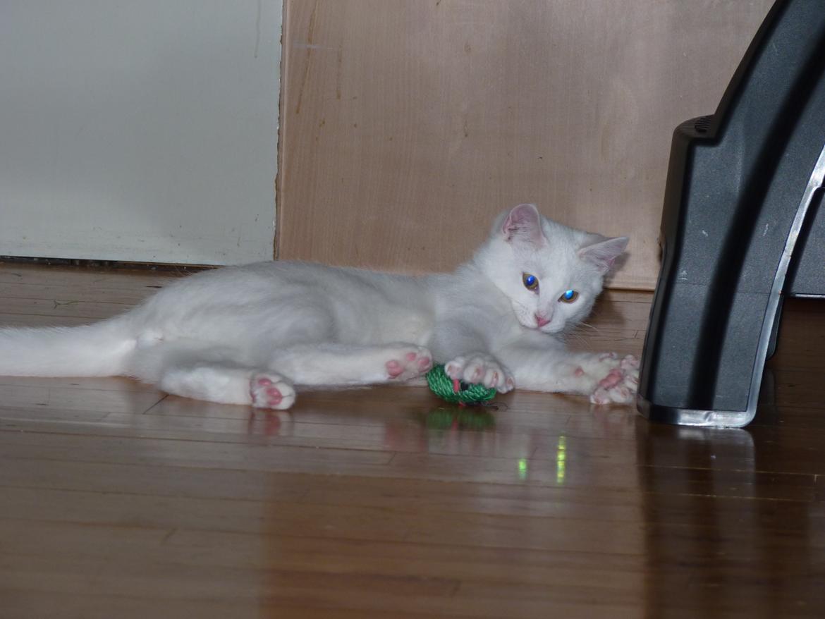 Blanding af racer Max billede 33