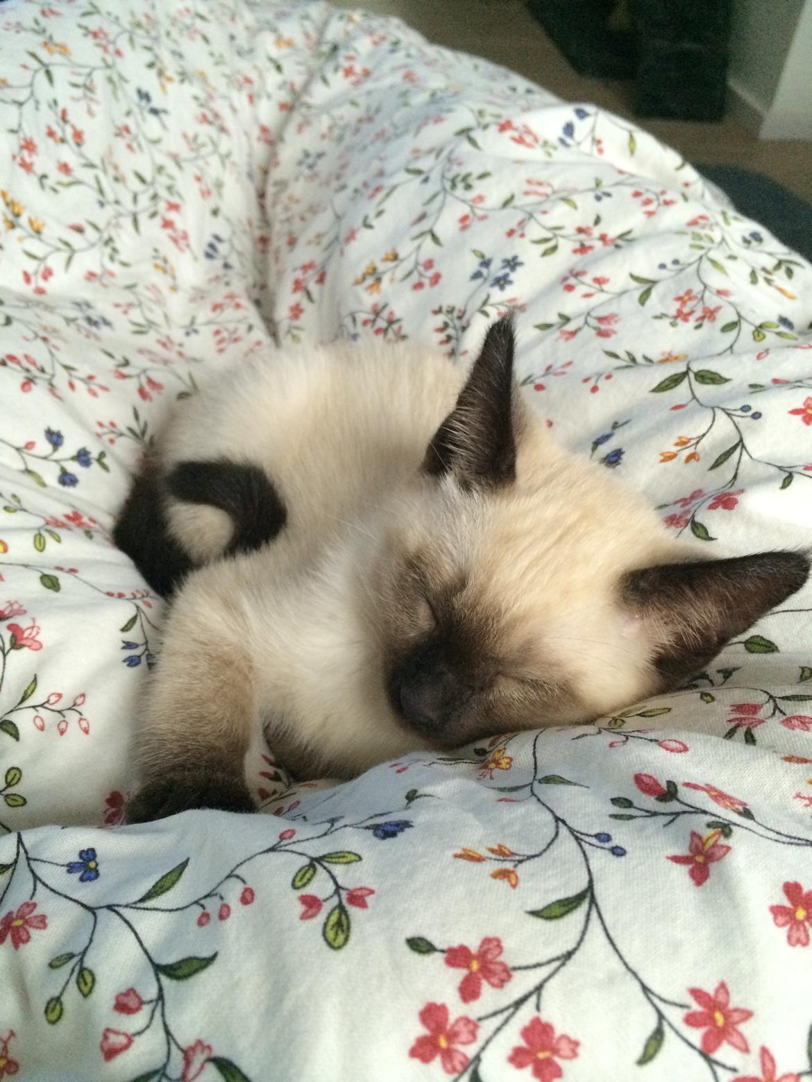 Siameser Cirkeline billede 1