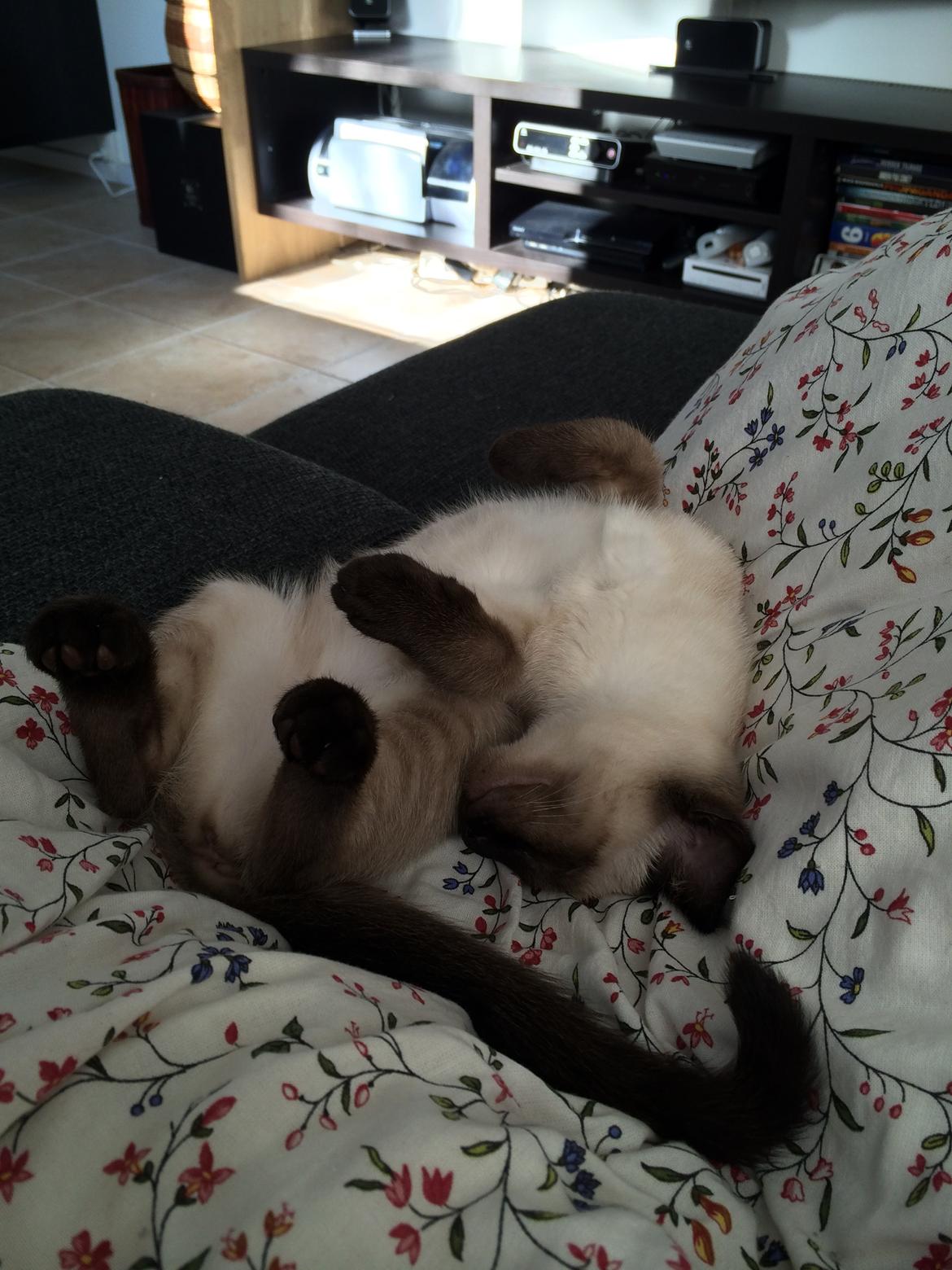 Siameser Cirkeline billede 3