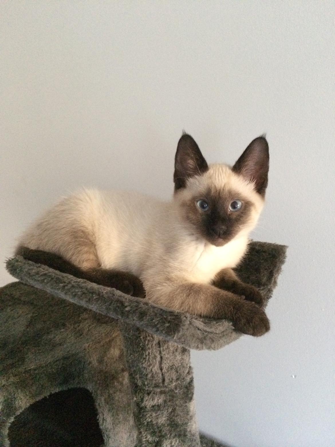 Siameser Cirkeline billede 2