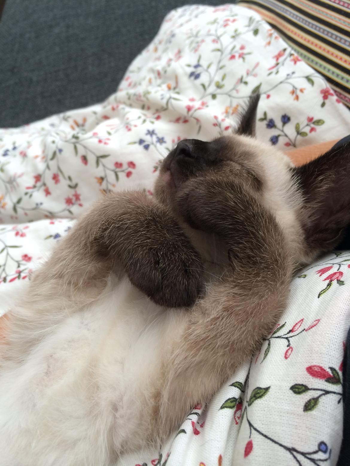 Siameser Cirkeline billede 6