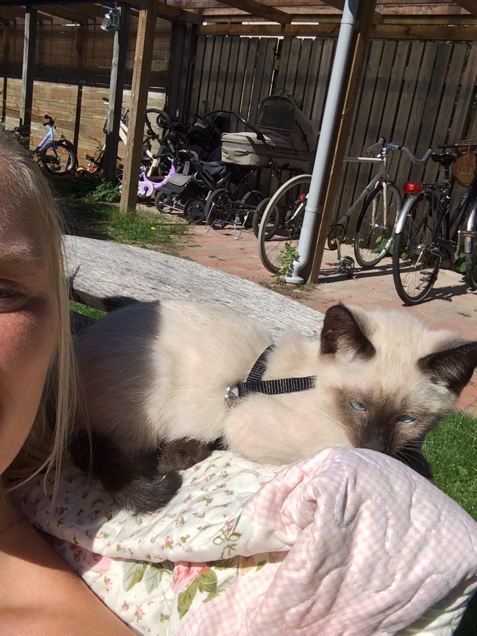 Siameser Cirkeline billede 5