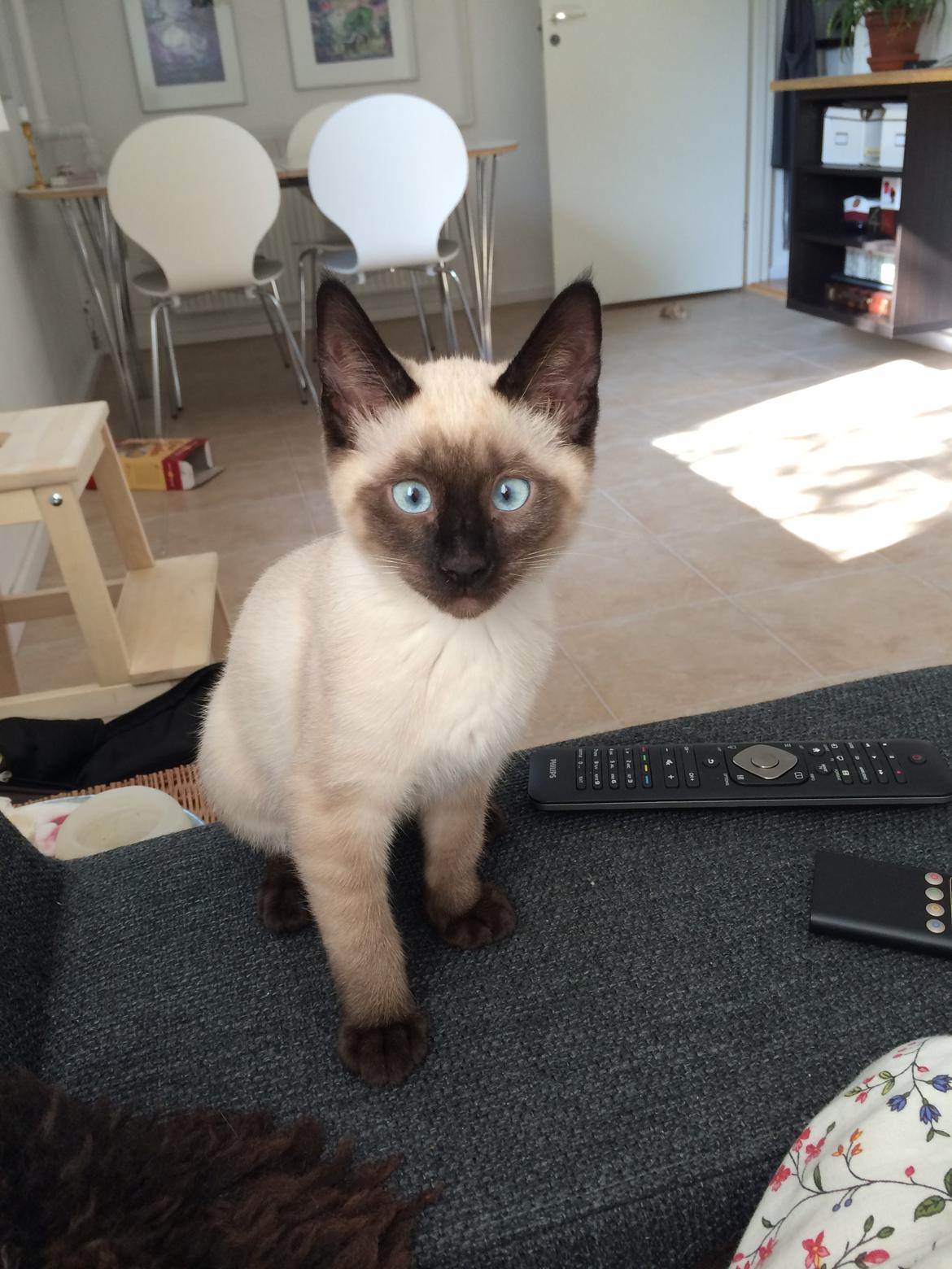 Siameser Cirkeline billede 7