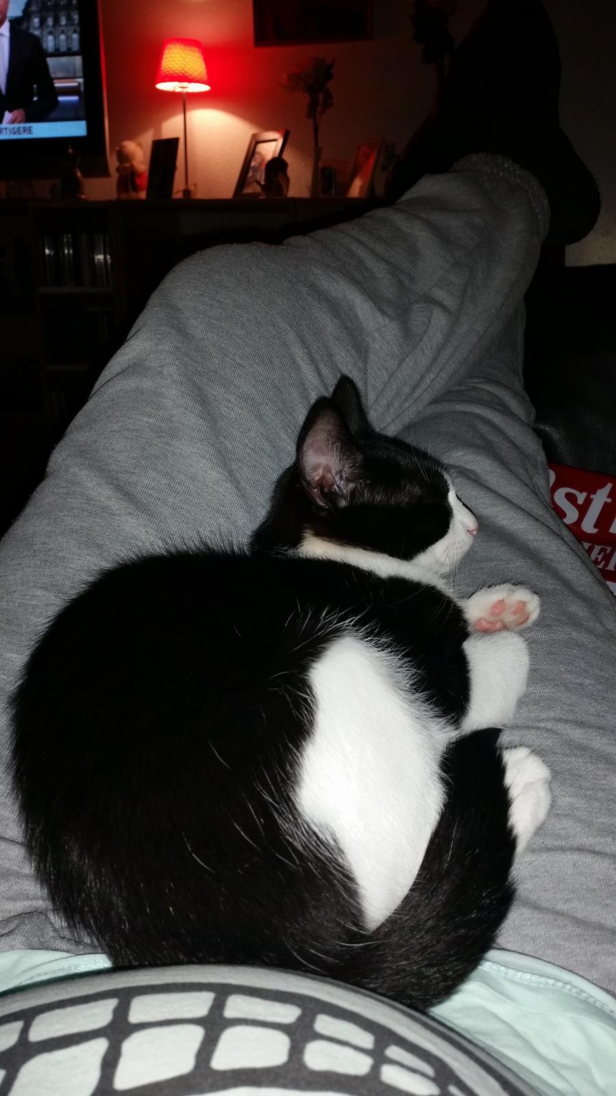 Huskat Nicky billede 7