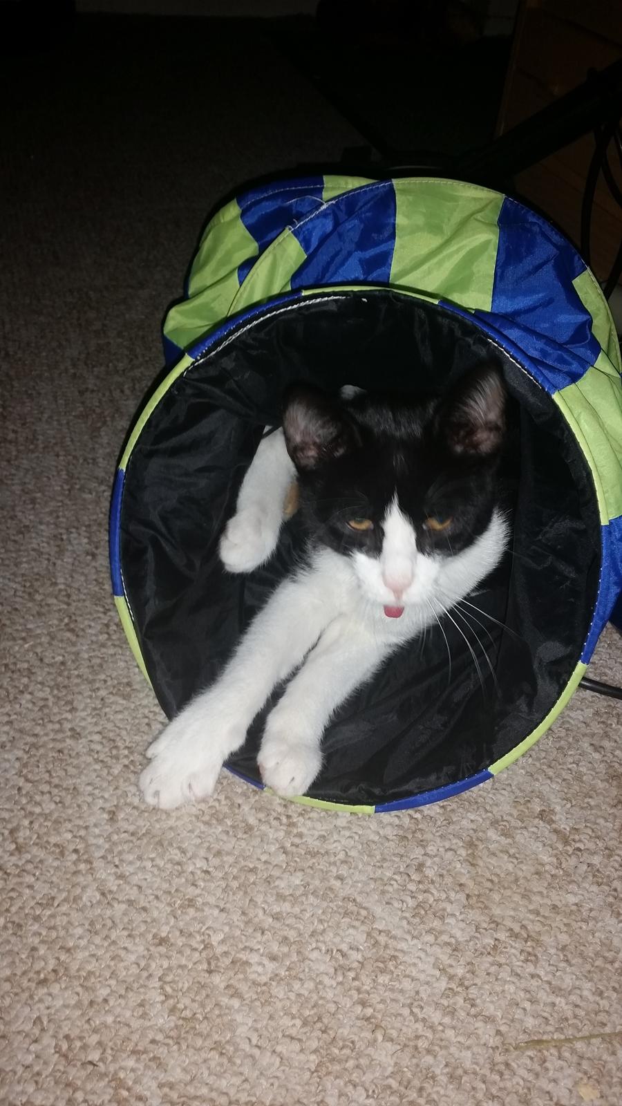 Huskat Nicky billede 8