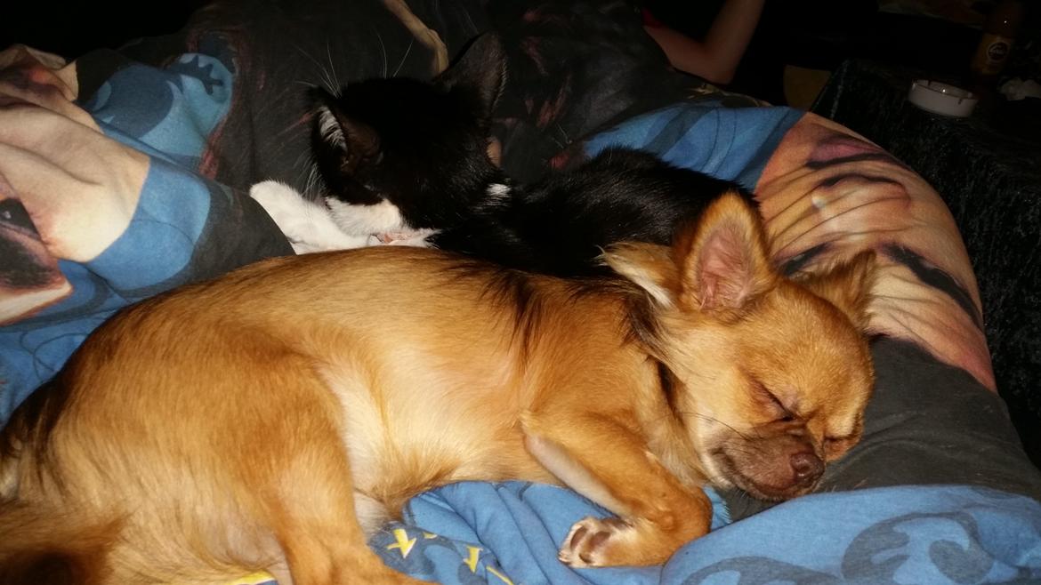 Huskat Nicky billede 9