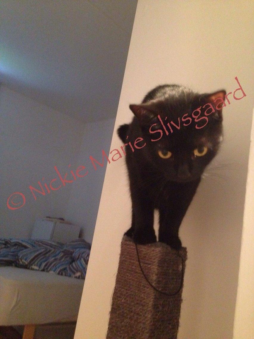 Huskat Xena billede 11