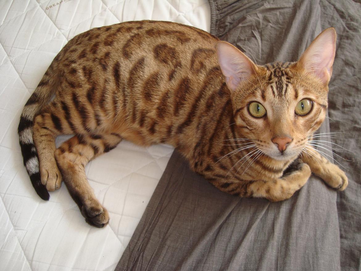 Bengal Bagheera, kaldes Baggie billede 1