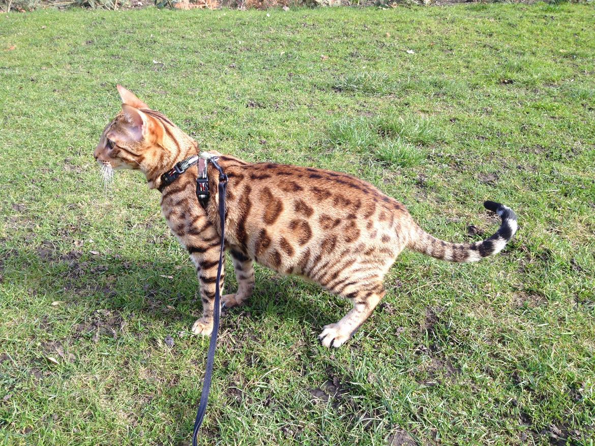 Bengal Bagheera, kaldes Baggie billede 3