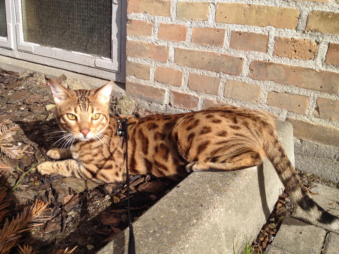 Bengal Bagheera, kaldes Baggie billede 4