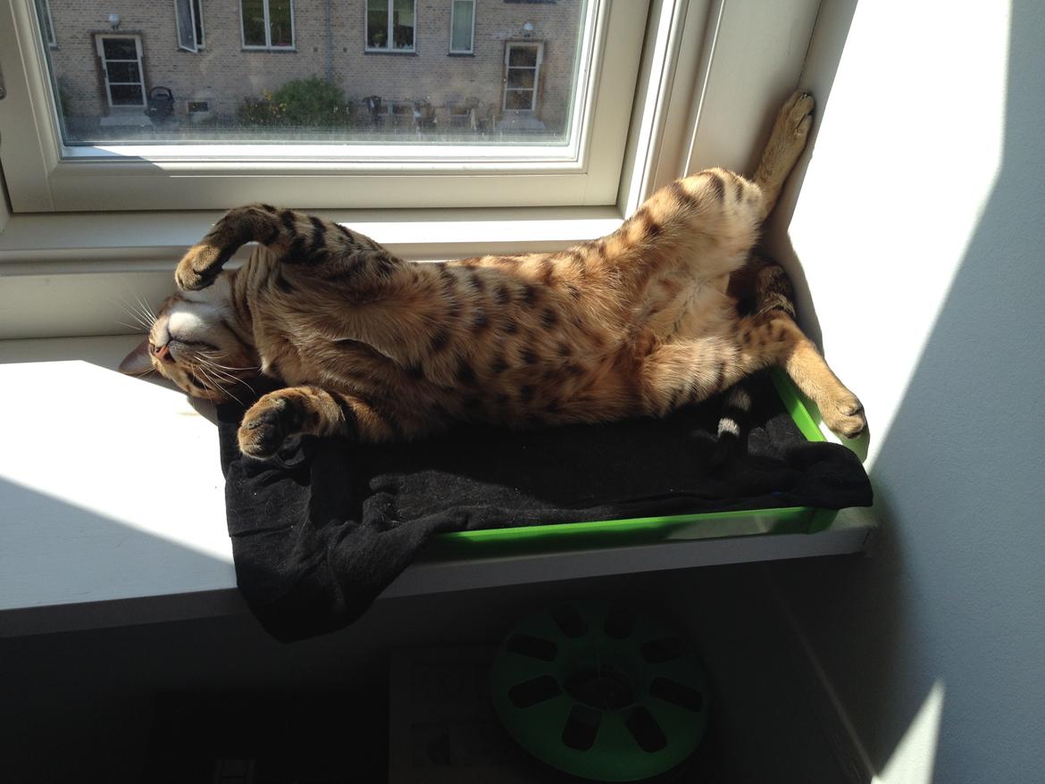 Bengal Bagheera, kaldes Baggie billede 5