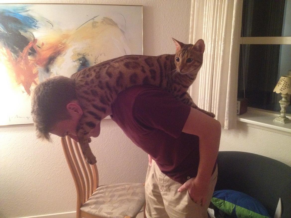 Bengal Bagheera, kaldes Baggie billede 6