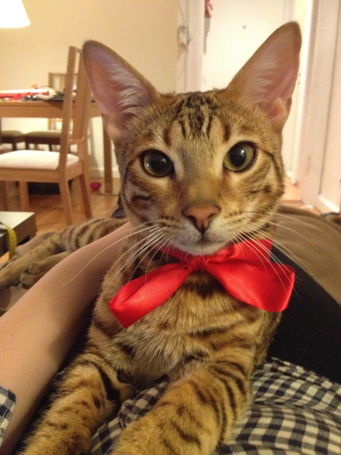 Bengal Bagheera, kaldes Baggie billede 2