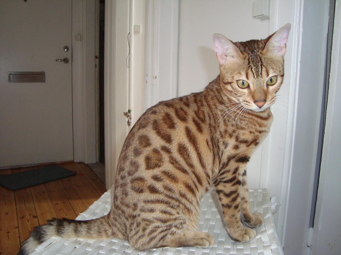 Bengal Calotta, kaldes Raja billede 1