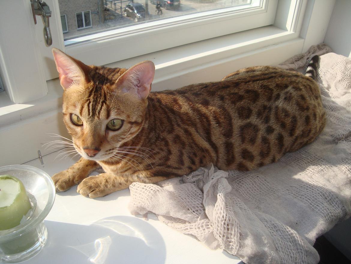 Bengal Calotta, kaldes Raja billede 2