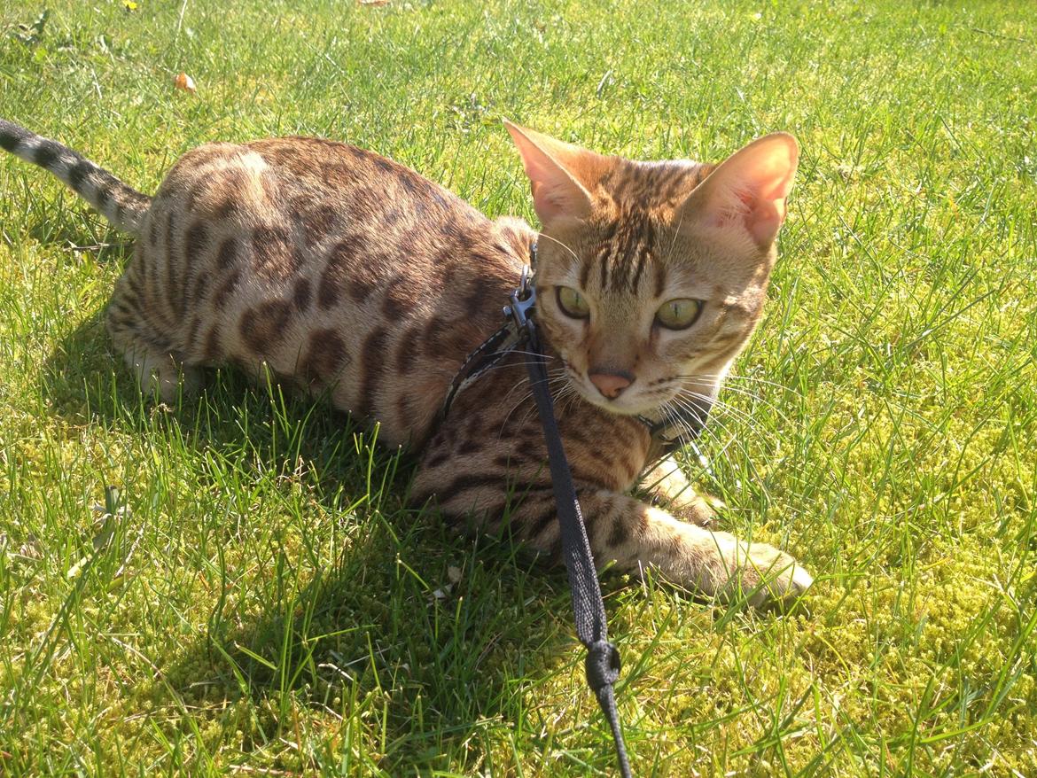 Bengal Calotta, kaldes Raja billede 3