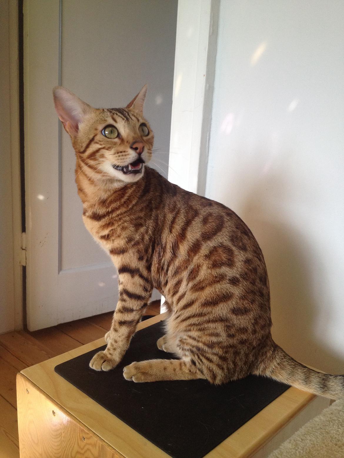 Bengal Calotta, kaldes Raja billede 4