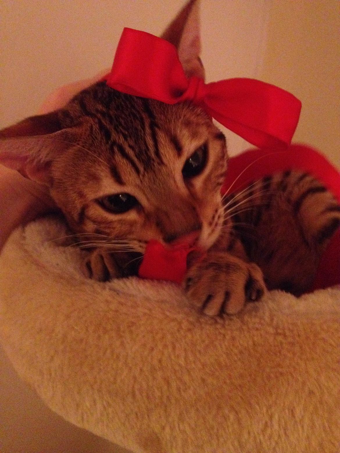 Bengal Calotta, kaldes Raja billede 5