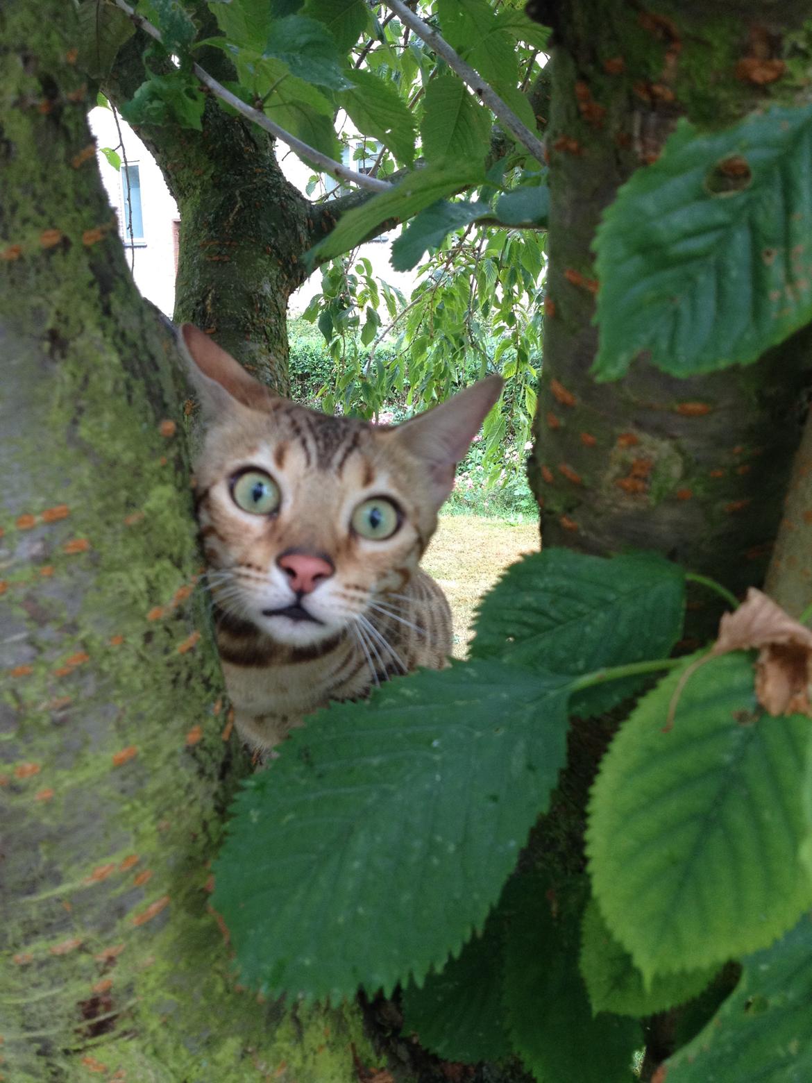 Bengal Calotta, kaldes Raja billede 6