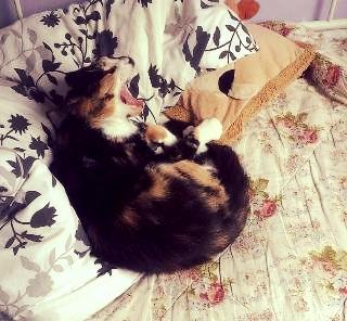 Huskat Tippi (Mormis) [Himmelkat] billede 13