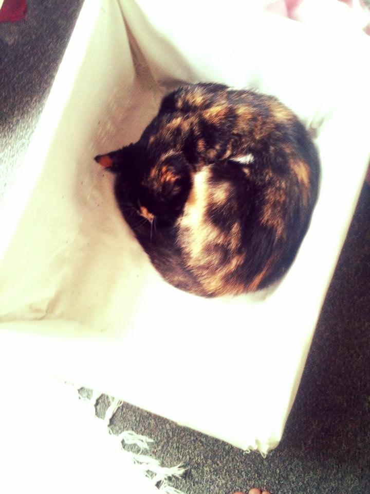 Huskat Tippi (Mormis) [Himmelkat] billede 15