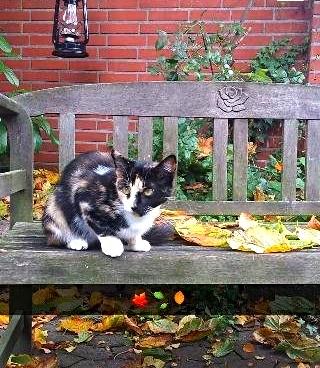 Huskat Tippi (Mormis) [Himmelkat] billede 3