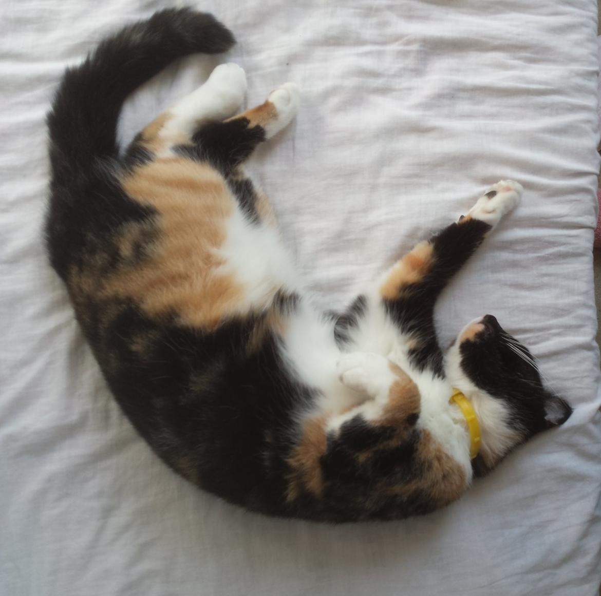 Huskat Tippi (Mormis) [Himmelkat] billede 5