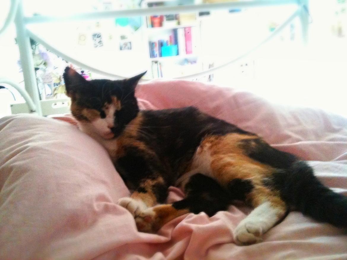 Huskat Tippi (Mormis) [Himmelkat] billede 7