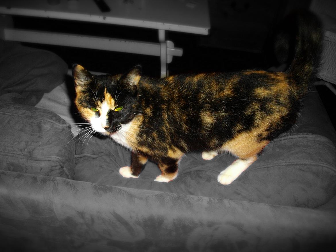 Huskat Tippi (Mormis) [Himmelkat] billede 9