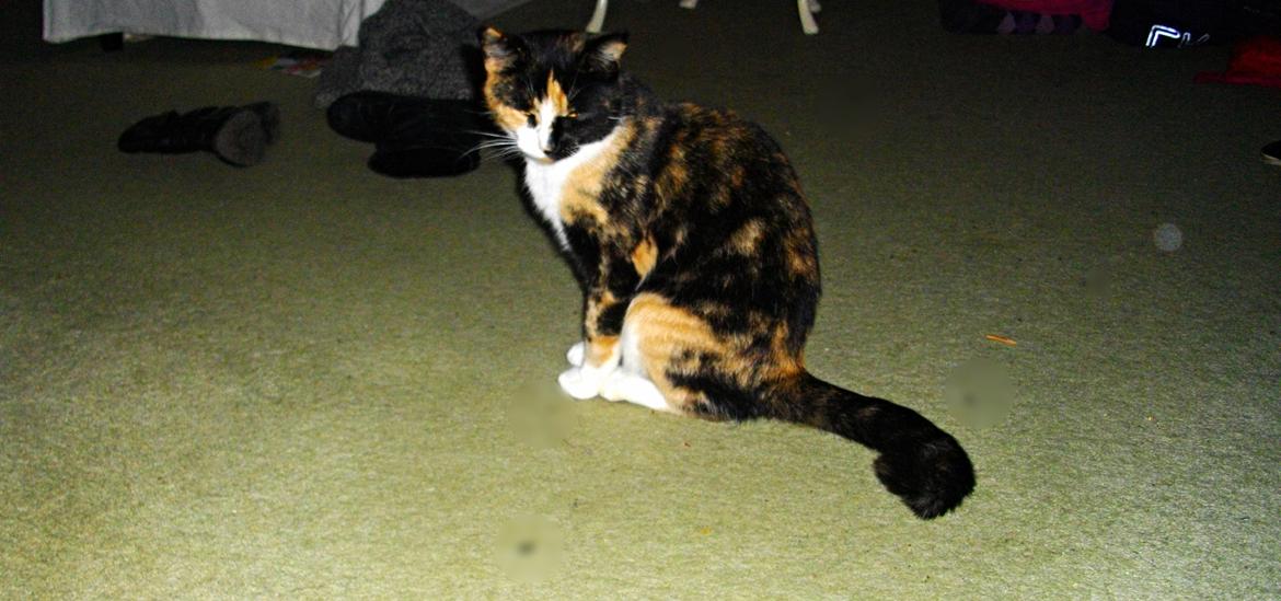 Huskat Tippi (Mormis) [Himmelkat] billede 16