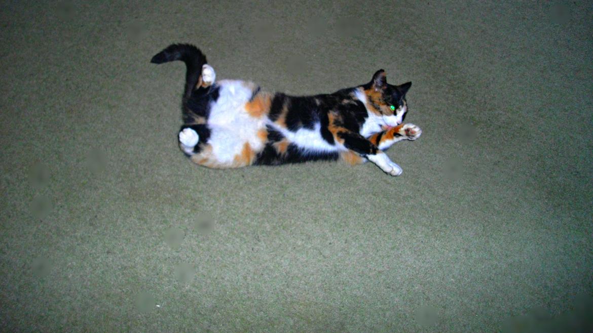 Huskat Tippi (Mormis) [Himmelkat] billede 14