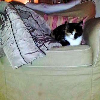 Huskat Tippi (Mormis) [Himmelkat] - Den bette kat <3 billede 12