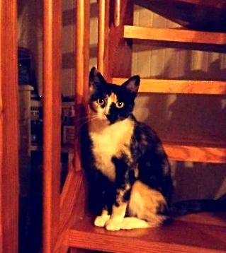 Huskat Tippi (Mormis) [Himmelkat] billede 6