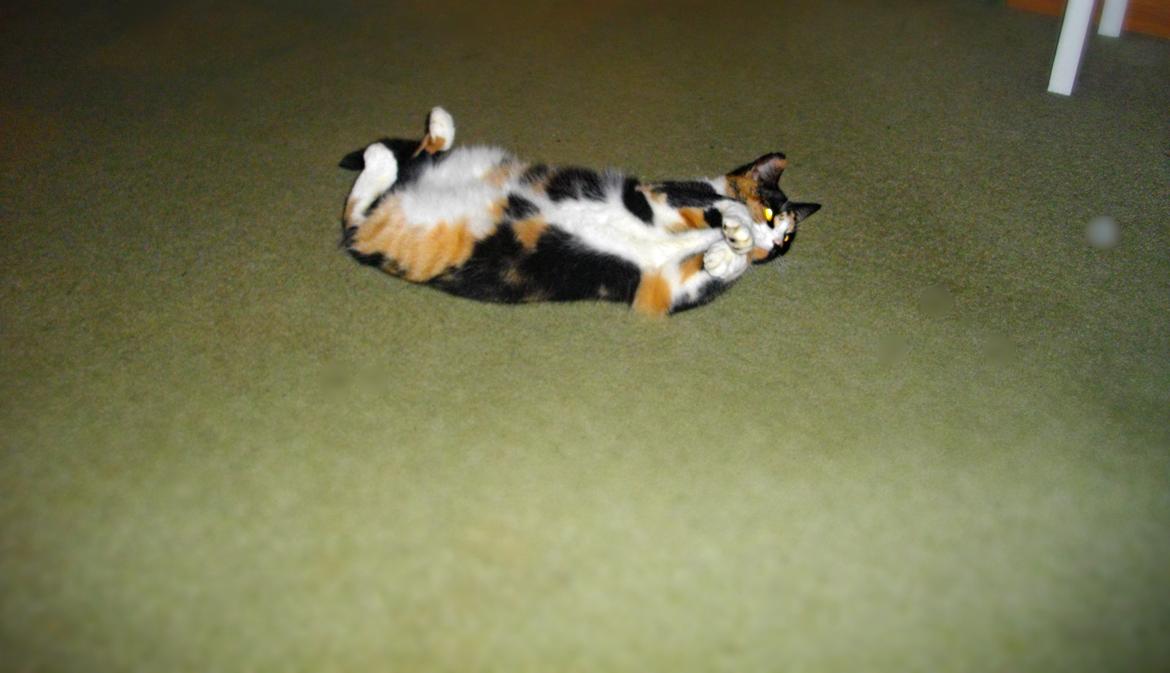 Huskat Tippi (Mormis) [Himmelkat] billede 19