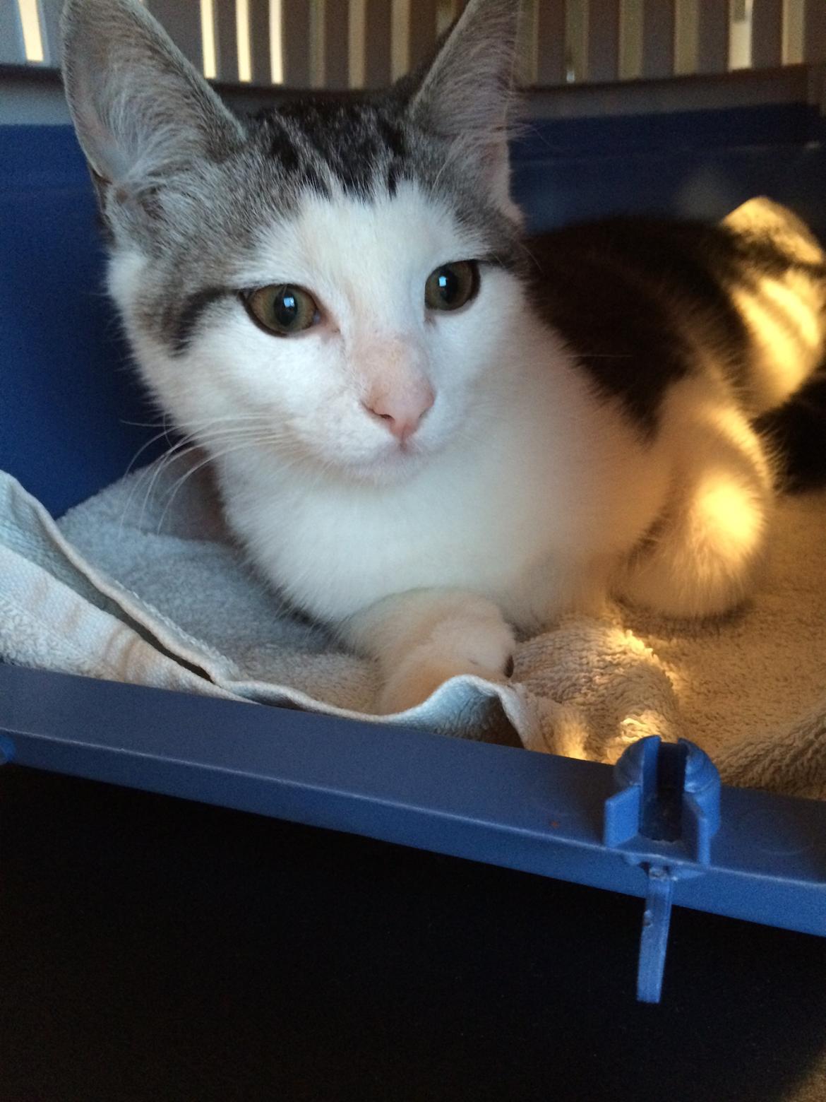 Blanding af racer Bianca billede 1