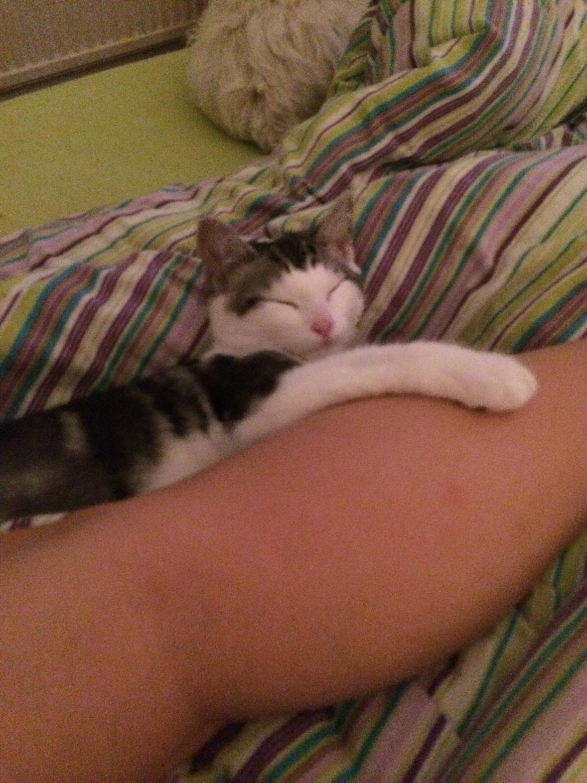 Blanding af racer Bianca billede 6