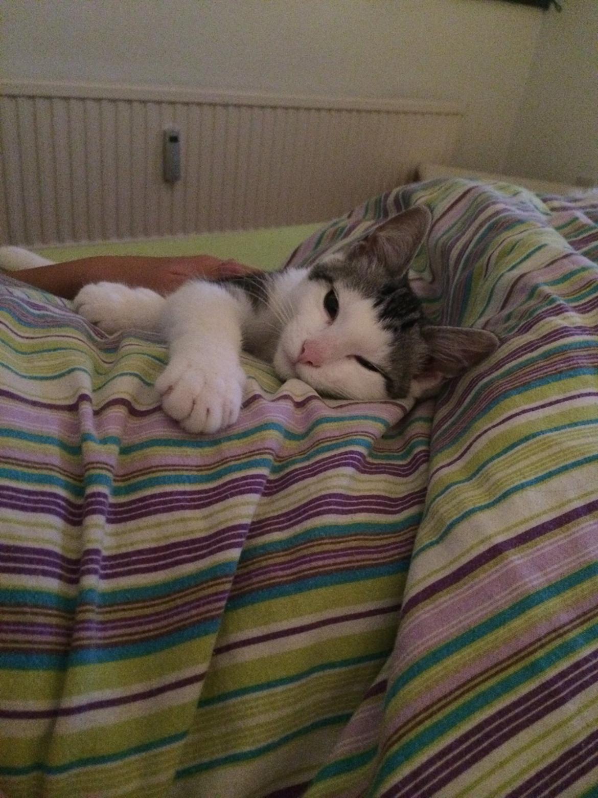 Blanding af racer Bianca billede 7