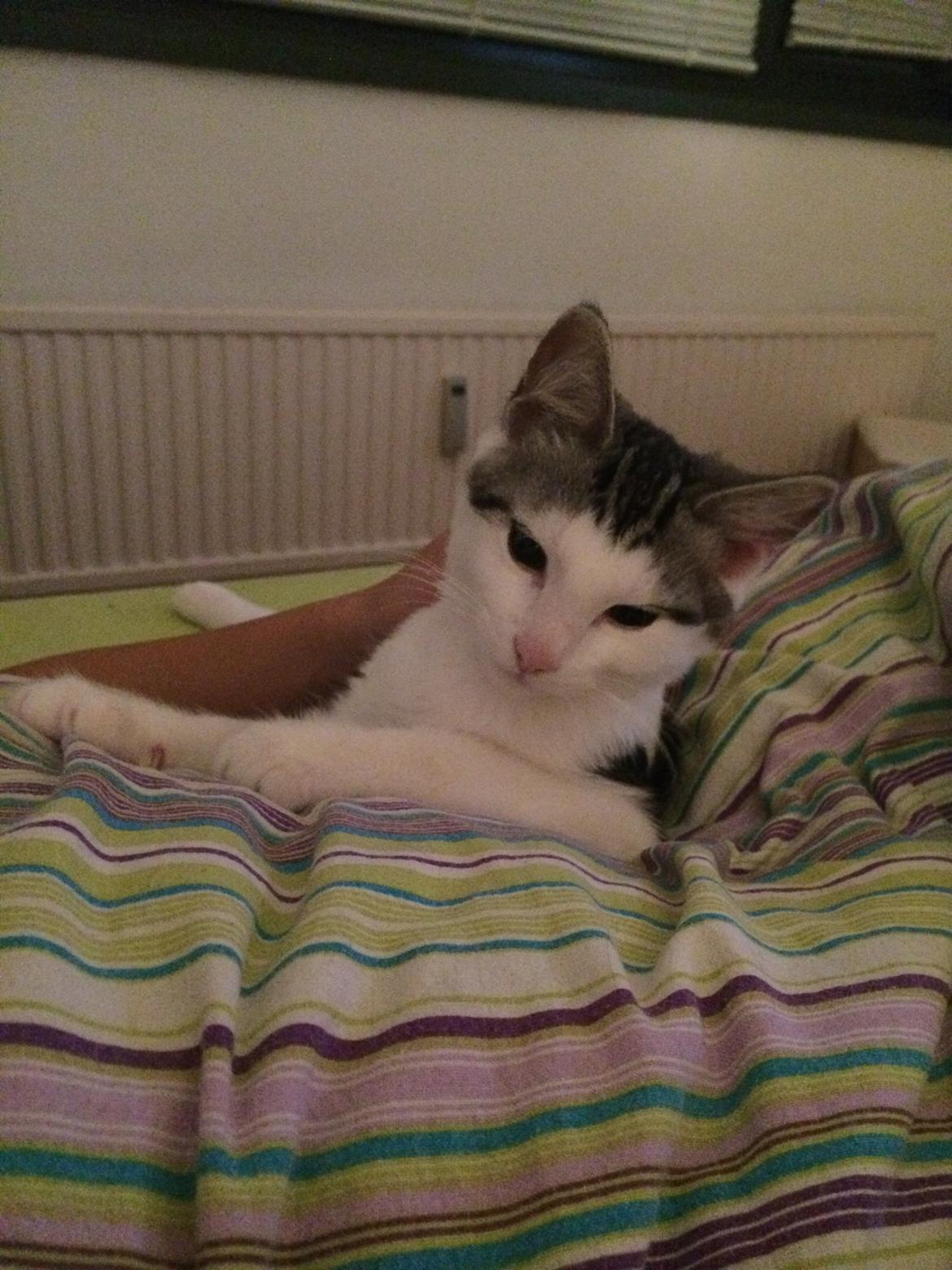 Blanding af racer Bianca billede 8