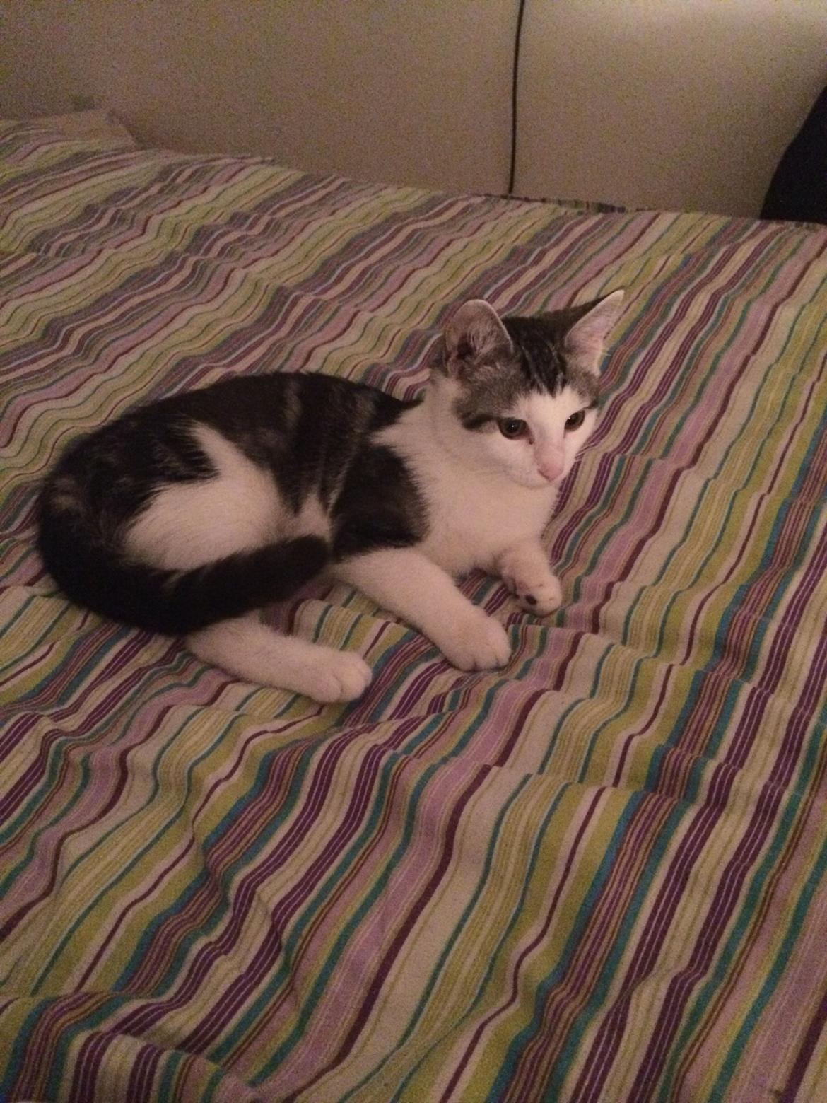 Blanding af racer Bianca billede 5