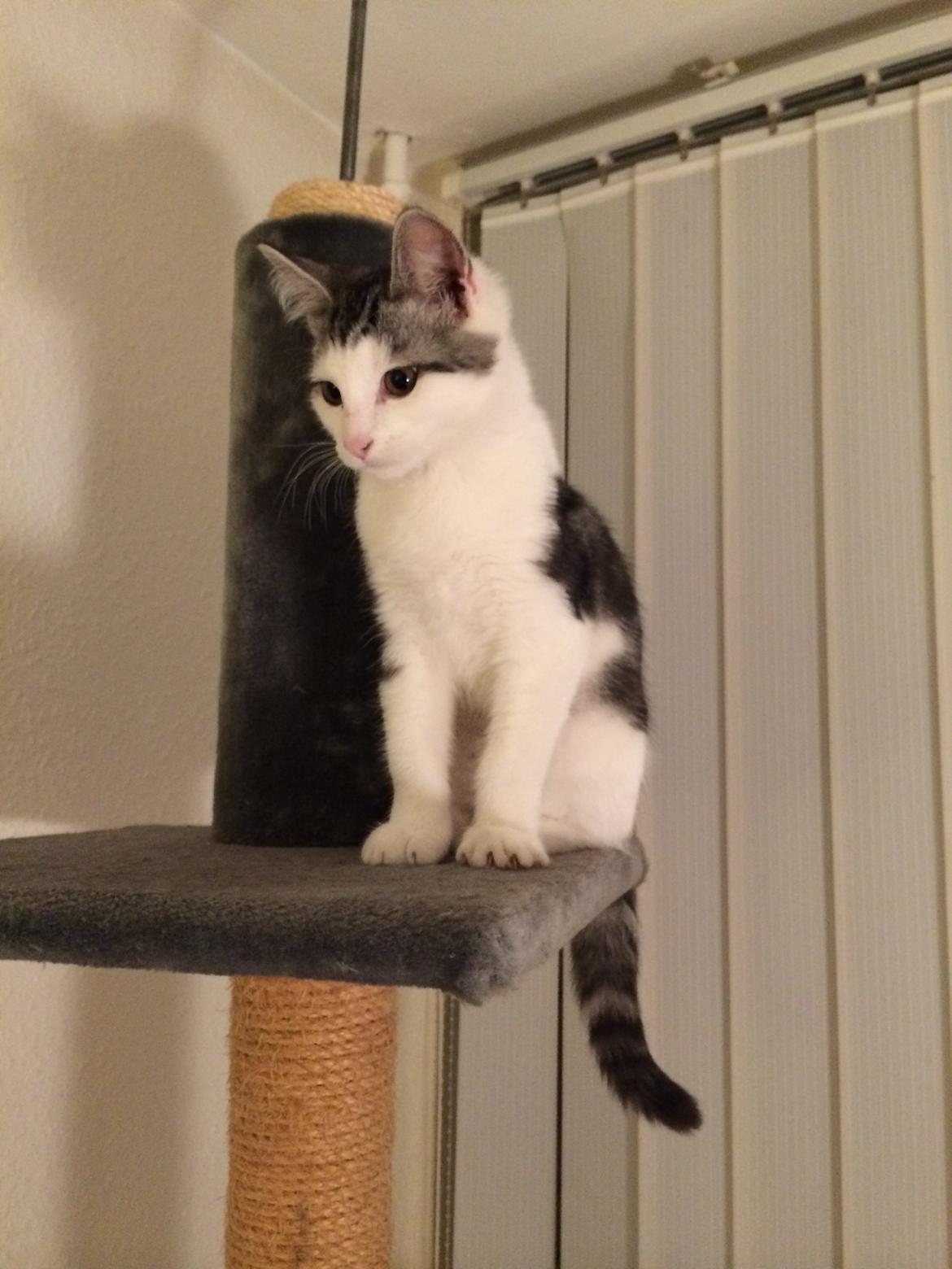 Blanding af racer Bianca billede 3