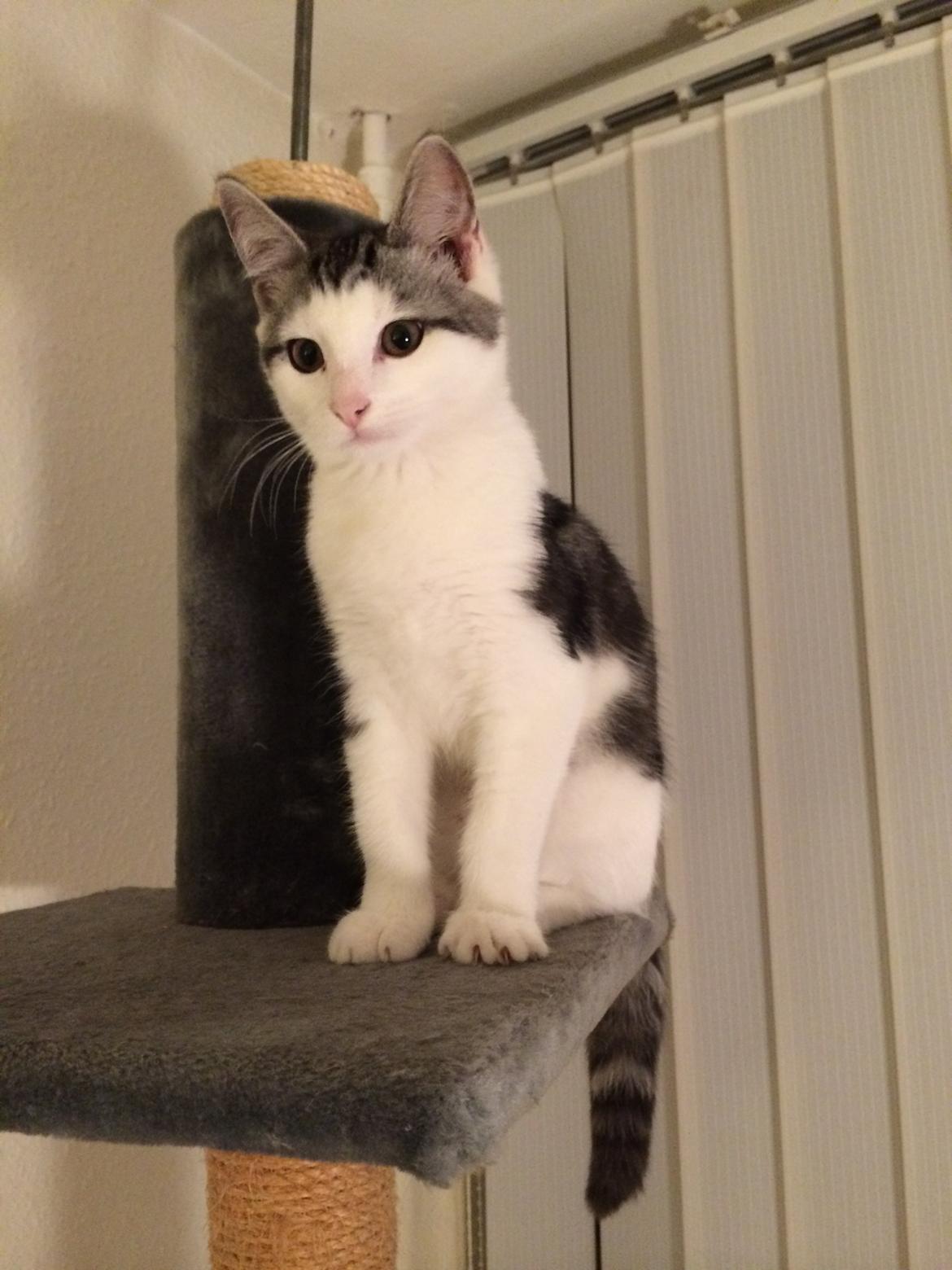 Blanding af racer Bianca billede 2