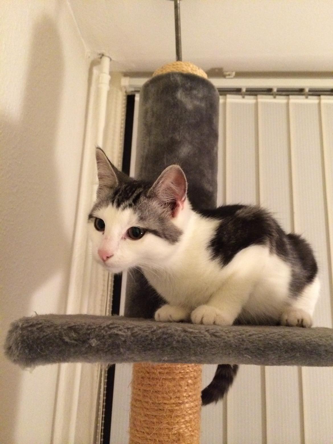 Blanding af racer Bianca billede 4