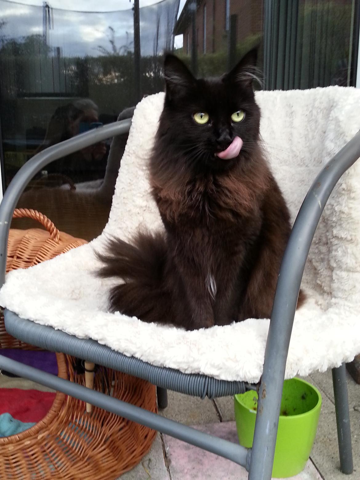 Maine Coon Bella billede 1