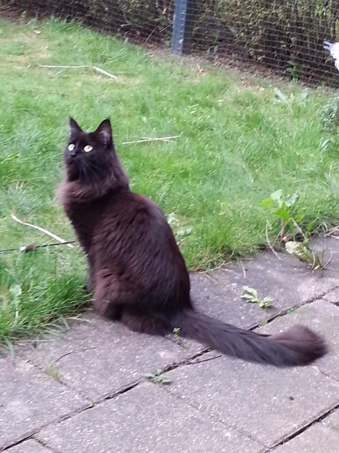 Maine Coon Bella billede 2