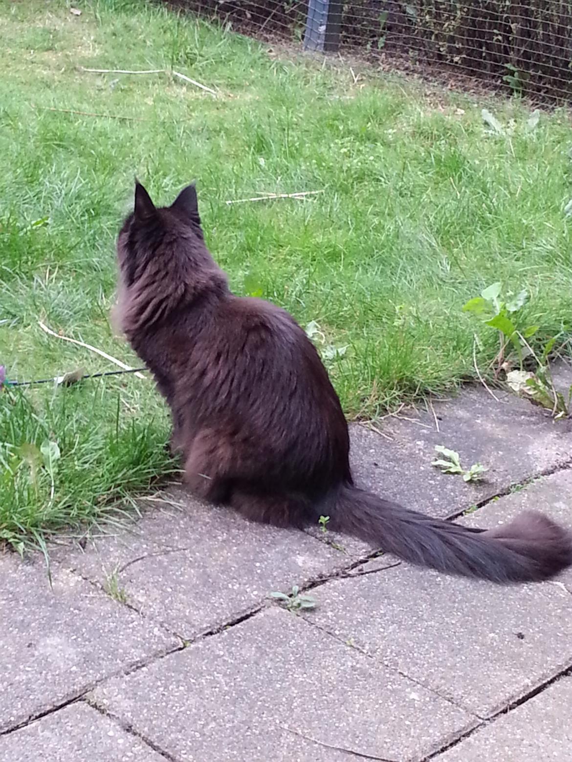 Maine Coon Bella billede 3