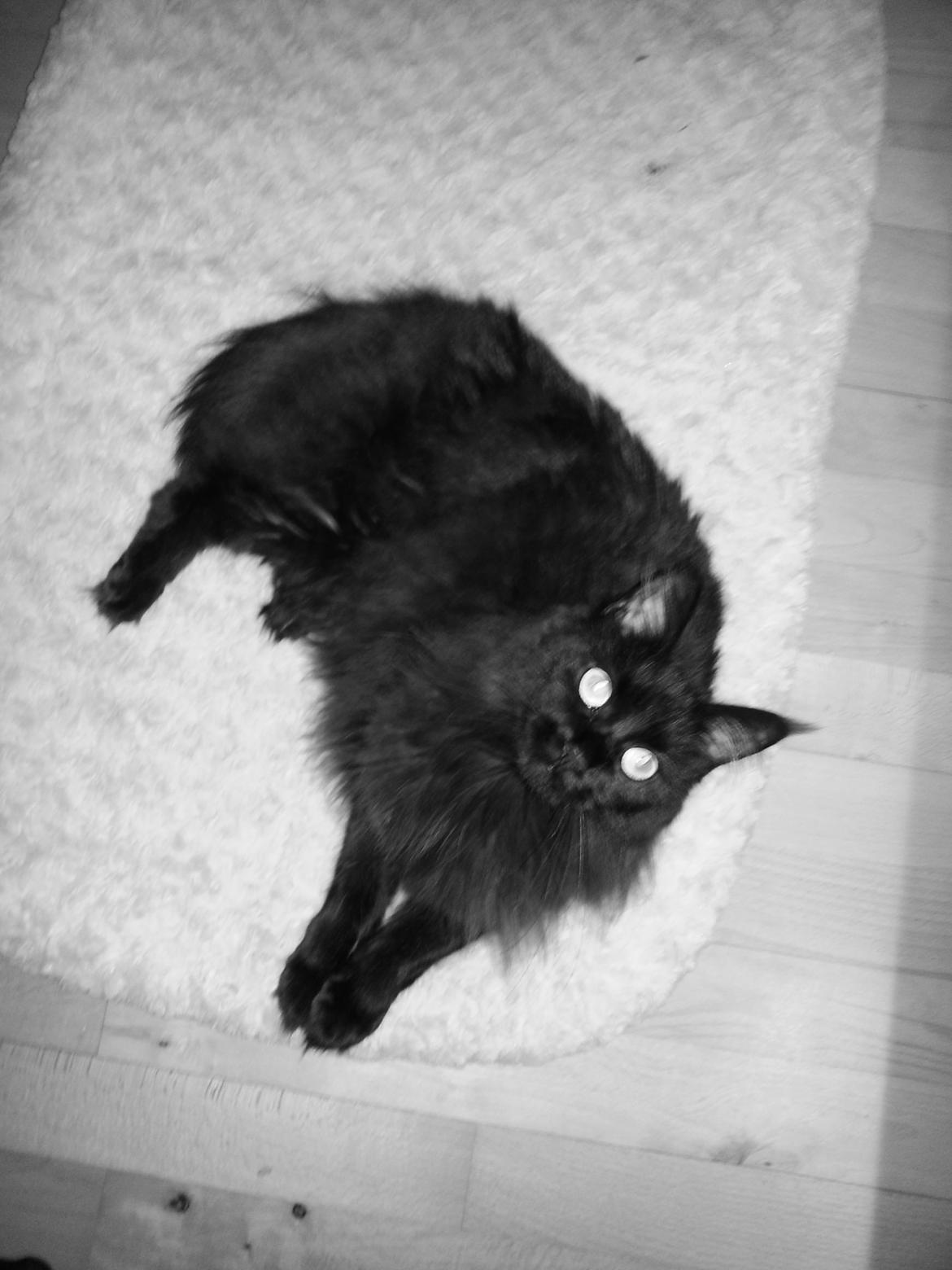 Maine Coon Bella billede 4