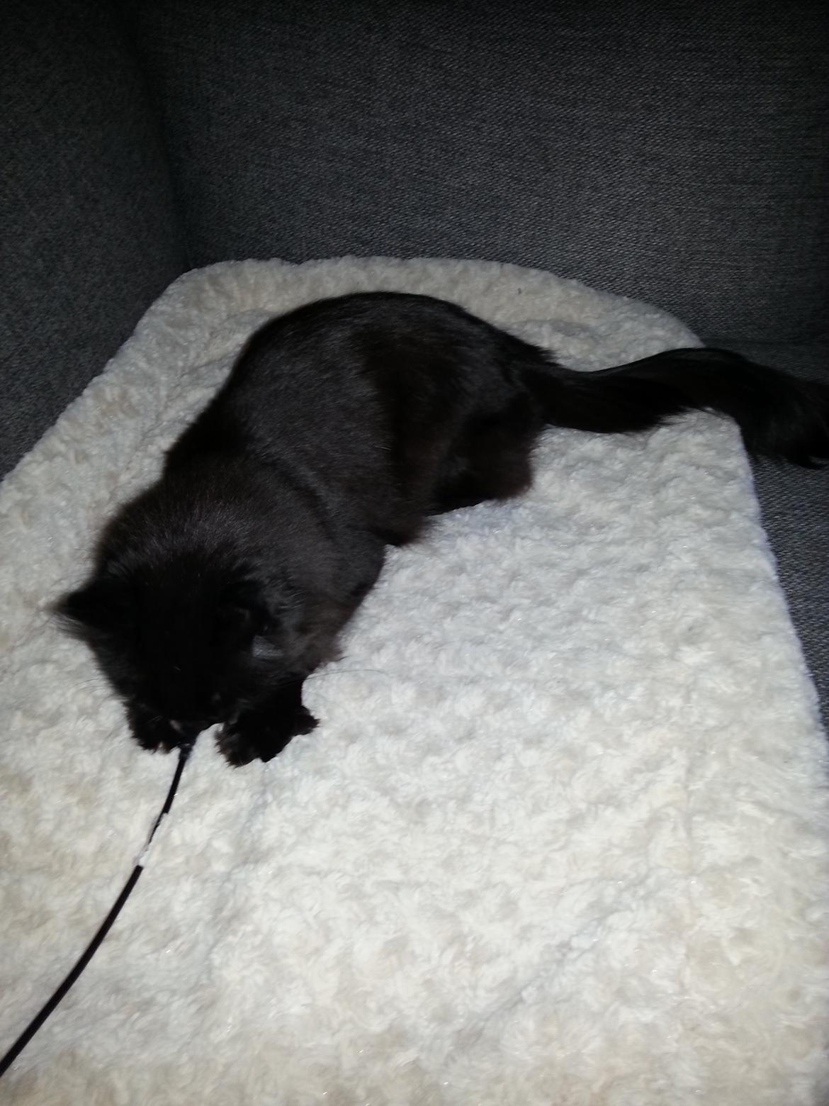 Maine Coon Bella billede 5