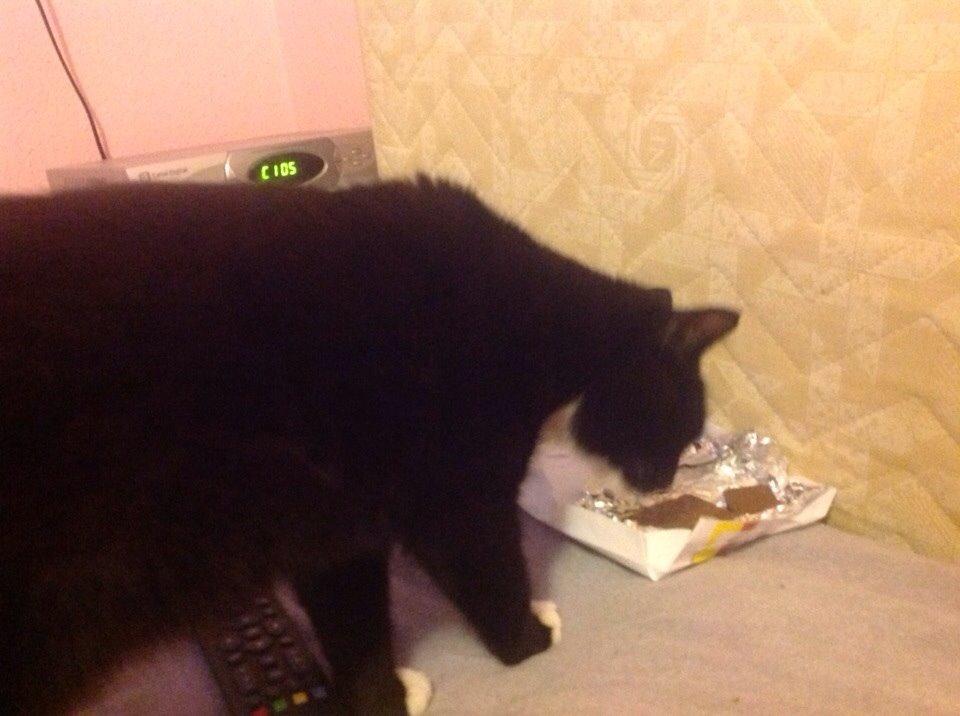 Huskat Speedy billede 5