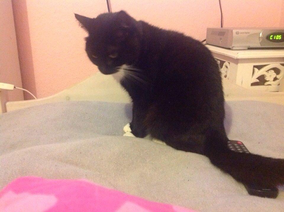 Huskat Speedy billede 6